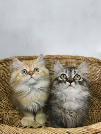เปอร์เซีย (Persian) เปอร์เซีย