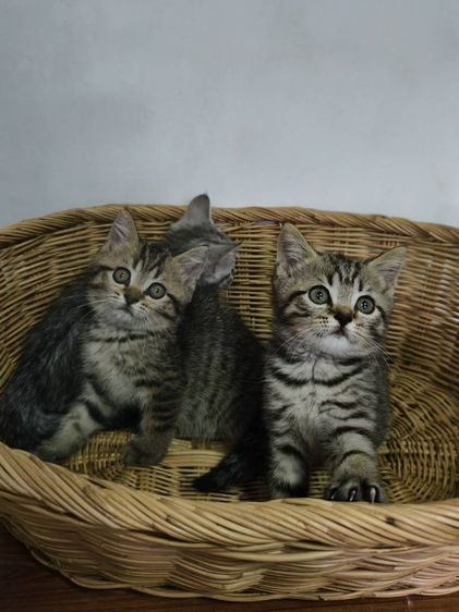 สก็อตติช โฟลด์ (Scottish Fold) สก็อตติช