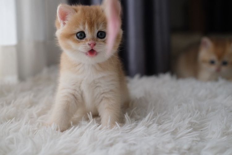 British Shorthair หญิง