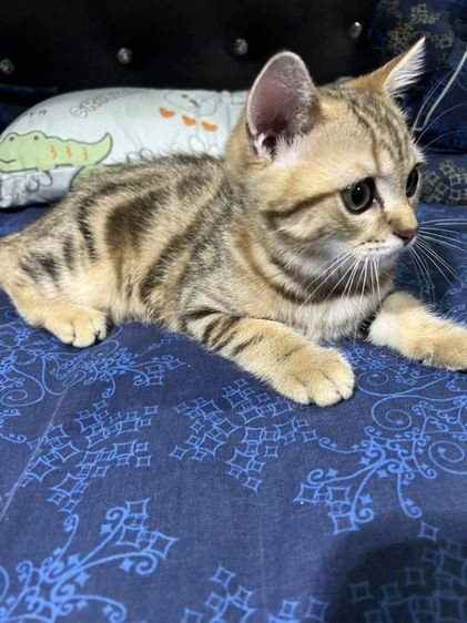 หาบ้านให้น้องแมว บริติช รูปที่ 5