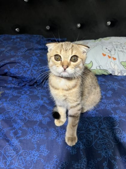 หาบ้านให้น้องแมว บริติช รูปที่ 3
