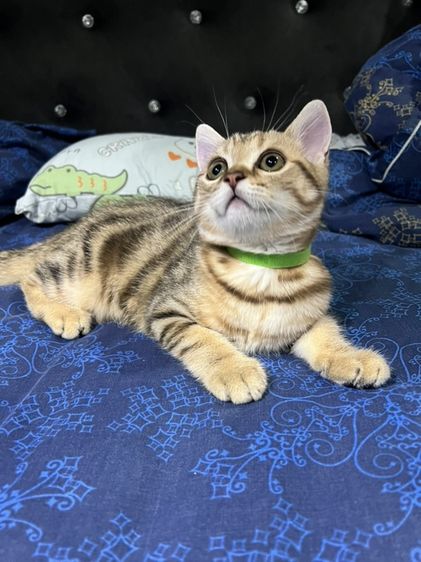 บริติช ชอร์ตแฮร์ (British Shorthair) หาบ้านให้น้องแมว บริติช