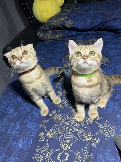 หาบ้านให้น้องแมว บริติช รูปที่ 2