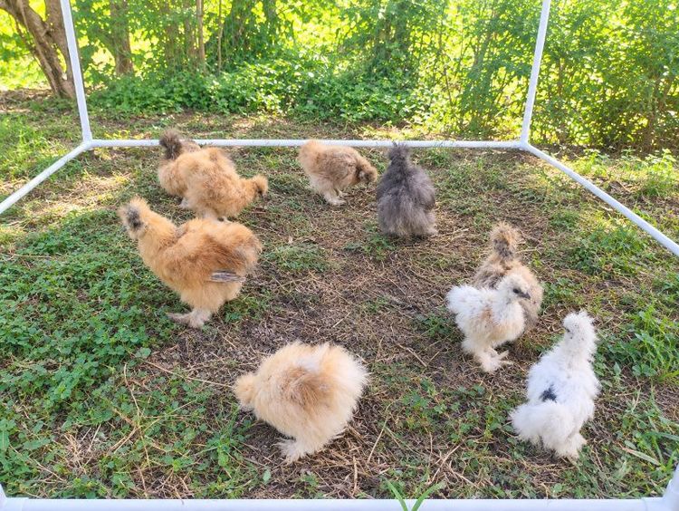 ไก่ซิลกี้อเมริกา