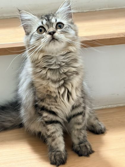 ชินชิลล่า (Chinchilla) ขายแมวสีบราน๋แท๊บบี่