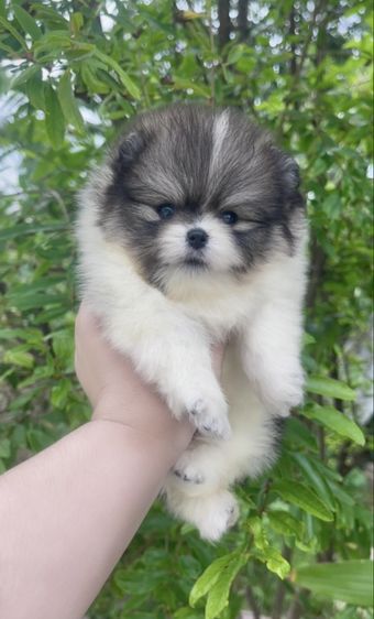 ปอมเมอเรเนียน (Pomeranian) เล็ก ปอมแท้