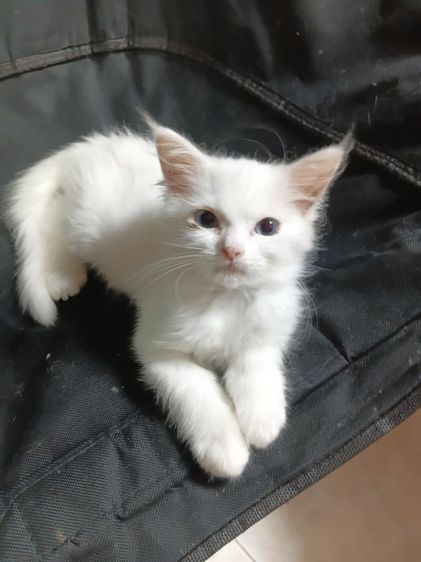 เปอร์เซีย (Persian) แมวผสมเปอร์เซีย_