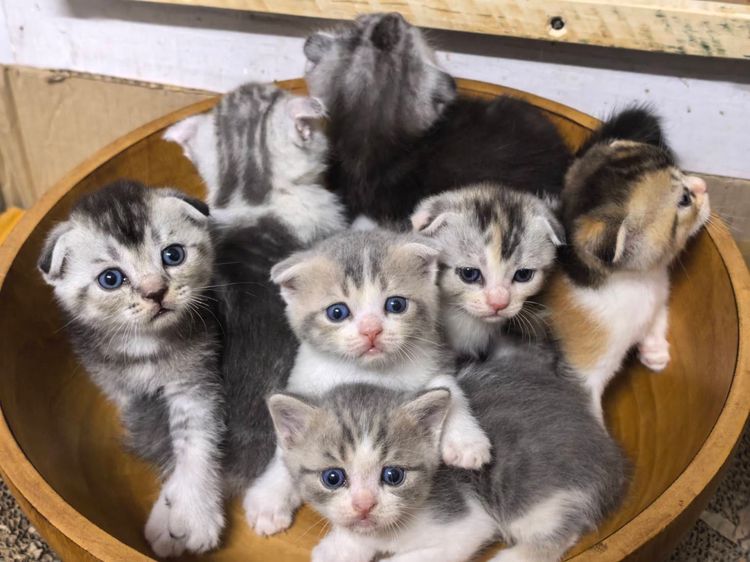 สก็อตติช โฟลด์ (Scottish Fold) ลูกแมวสก็อตติซ