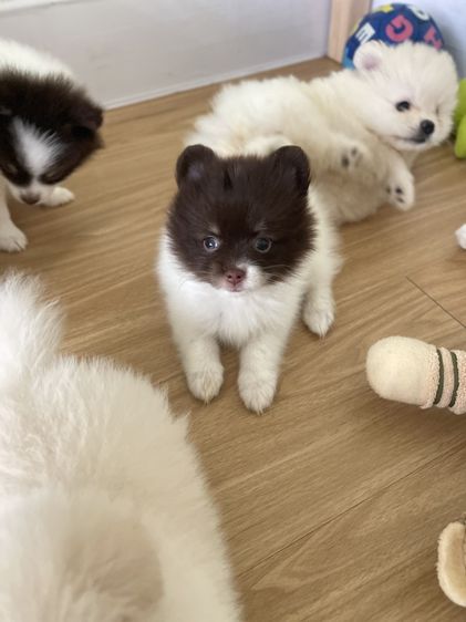 ปอมแท้รังสิต จัดส่งทุกจังหวัด