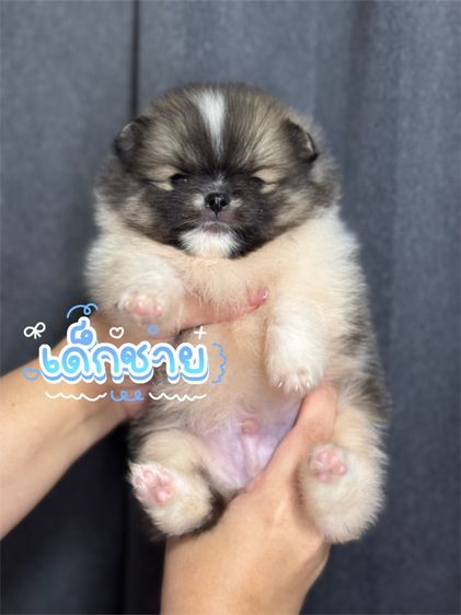 ปอมเมอเรเนียน (Pomeranian) เล็ก ปอมเมอเรเนียน ชาย