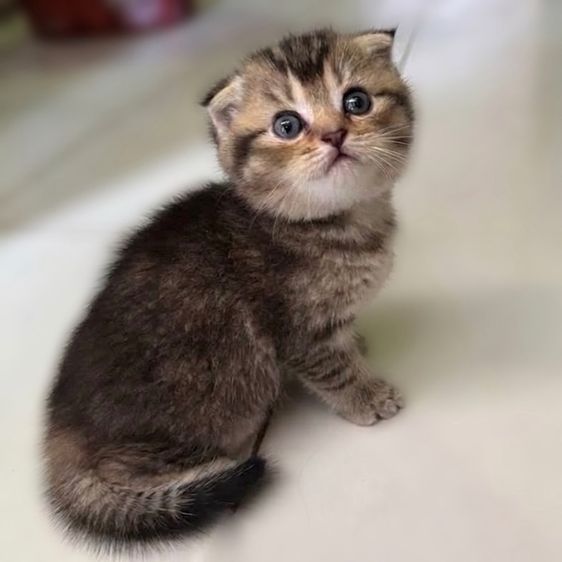 เปิดจองลูกแมวสก็อตติช