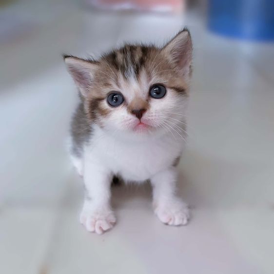 เปิดจองลูกแมวสก็อตติช