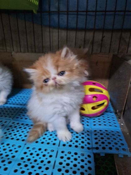 ลูกแมวเอ็กโชติกแท้ รูปที่ 11