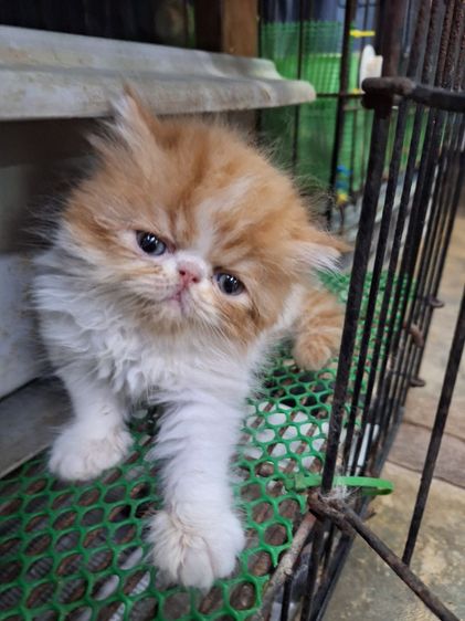 ลูกแมวเอ็กโชติกแท้