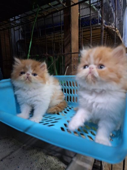 ลูกแมวเอ็กโชติกแท้ รูปที่ 12
