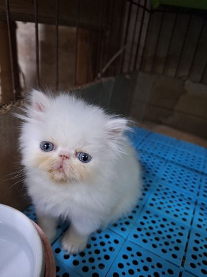 ลูกแมวเอ็กโชติกแท้ รูปที่ 3