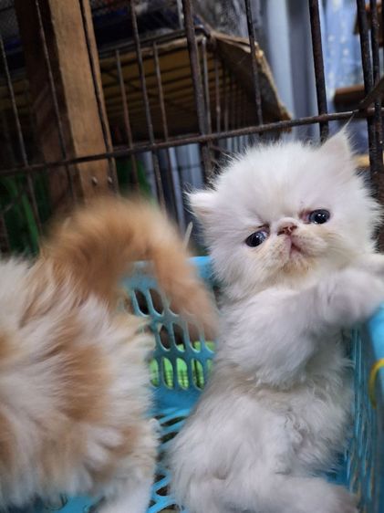 ลูกแมวเอ็กโชติกแท้ รูปที่ 16