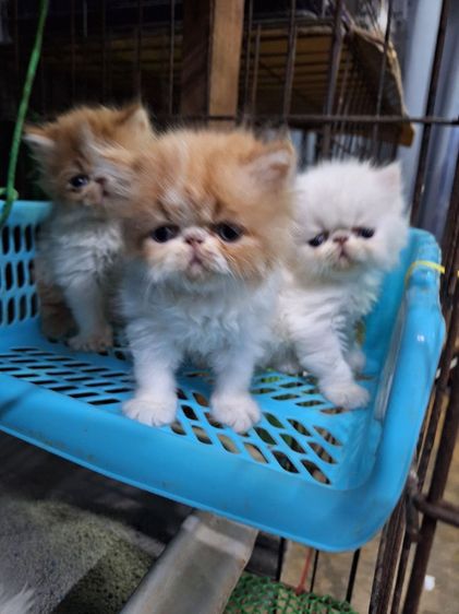 ลูกแมวเอ็กโชติกแท้ รูปที่ 13