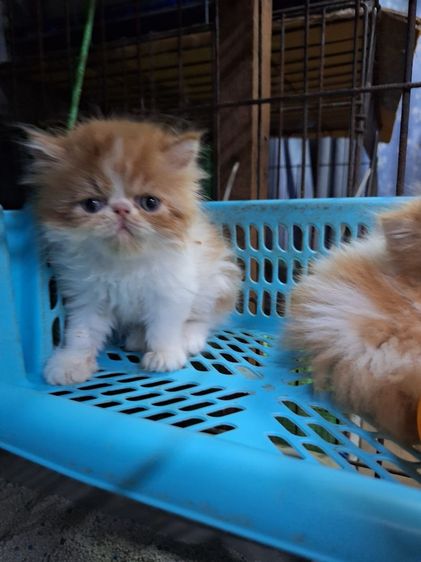 ลูกแมวเอ็กโชติกแท้ รูปที่ 2