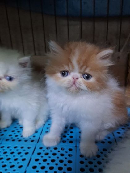 ลูกแมวเอ็กโชติกแท้ รูปที่ 8