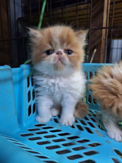 ลูกแมวเอ็กโชติกแท้ รูปที่ 14