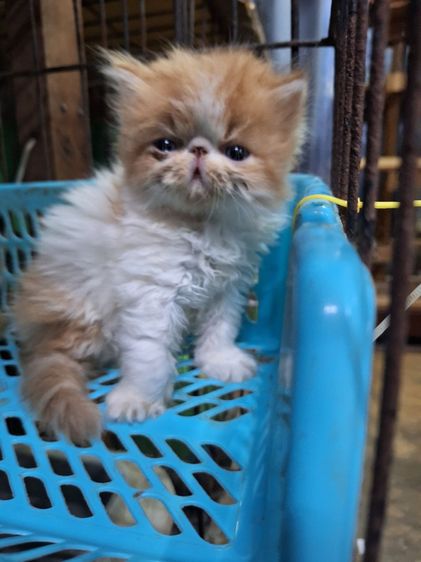 ลูกแมวเอ็กโชติกแท้ รูปที่ 15