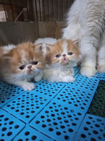 ลูกแมวเอ็กโชติกแท้ รูปที่ 18