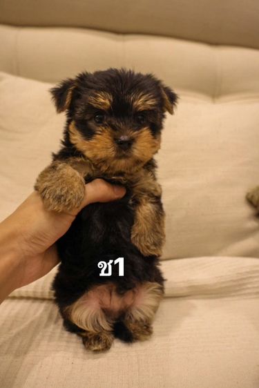 ยอร์คเชียร์ เทอร์เรีย (Yorkshire Terrier) เล็ก ลูกหมา พันธุ์ยอร์คเชียร์