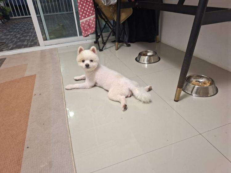 ปอมเมอเรเนียน (Pomeranian) กลาง ปอม เพศผู้