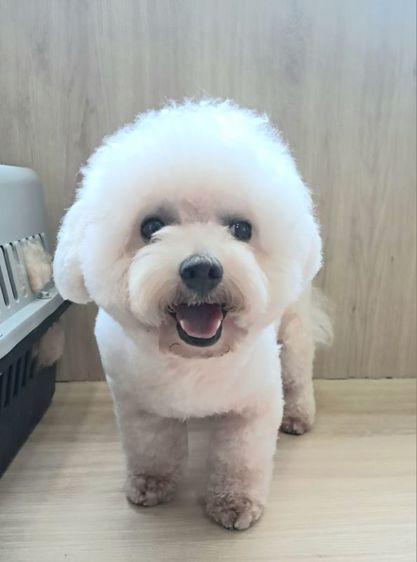 พุดเดิ้ล (Poodle) เล็ก พ่อพันธุ์บิชอง(รับผสม)