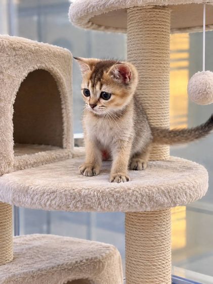 British shorthair
