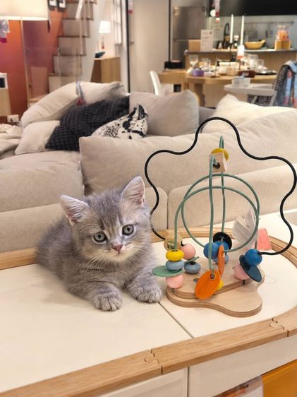 British Shorthair