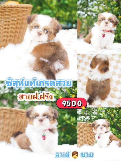 ชิสุ