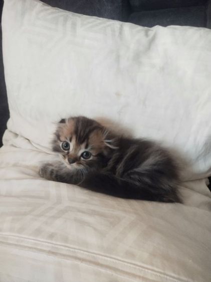 สก็อตติช โฟลด์ (Scottish Fold) เเมวสก๊อตติช