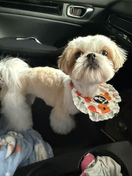ชิสุ (Shih Tzu) ชิสุทอย เพศเมีย
