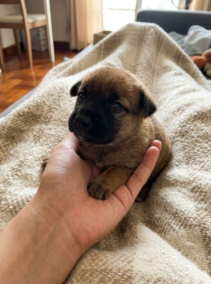 เยอรมันเชพเพิร์ด (German Shepherd) กลาง ลูกหมา500