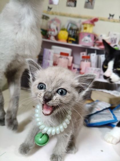 วิเชียรมาศ (Siamese Cat) วิเชียรมาศ