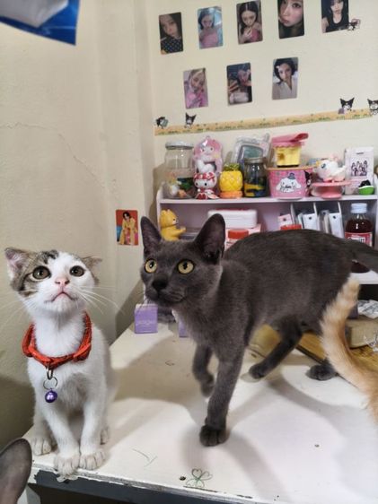 สก็อตติช โฟลด์ (Scottish Fold) สก้อตติช
