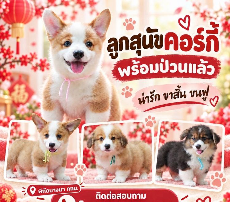 ลูกคอร์กี้ Corgi  สายเลือดแชมป์  พร้อมย้ายบ้าน