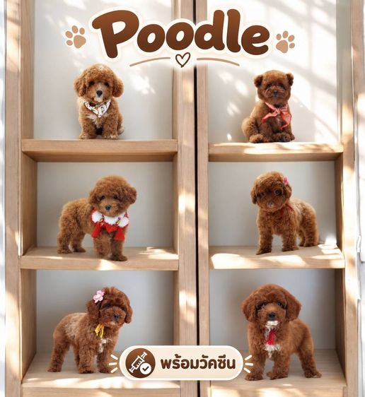 ลูกพุดเดิ้ลแท้  ไซส์ทอย ( Poodle toy ) พร้อมย้ายบ้าน