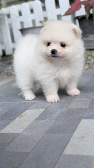 ปอมแท้หน้าหมี รูปที่ 4