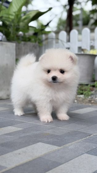 ปอมแท้หน้าหมี