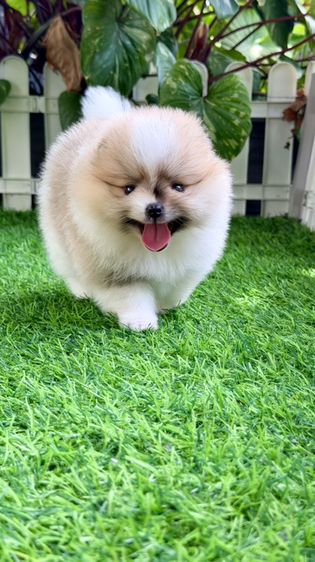 ปอมแท้หน้าหมี