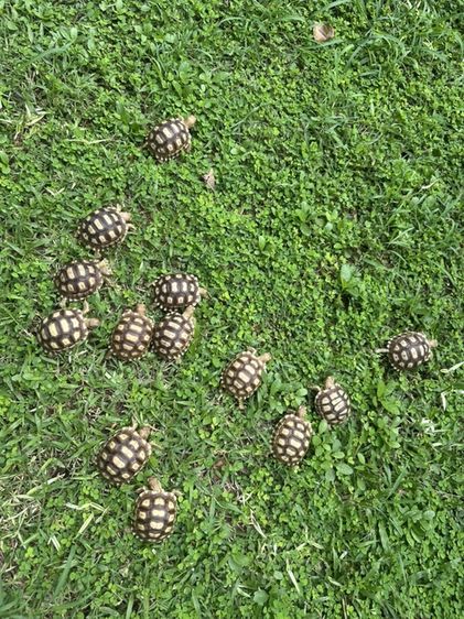 เต่า Sulcata