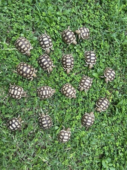 เต่า Sulcata