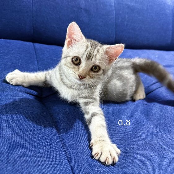 ลูกแมวสก๊อตติชโฟลด์