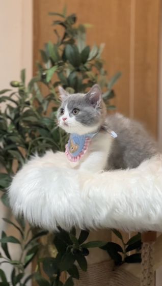 Monchkin kittens [ Boy ]