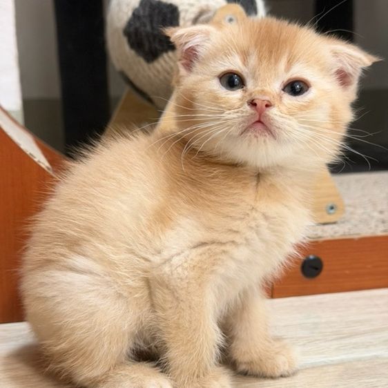 น้องแมวสก๊อตติชโฟลด์แท้ ดช