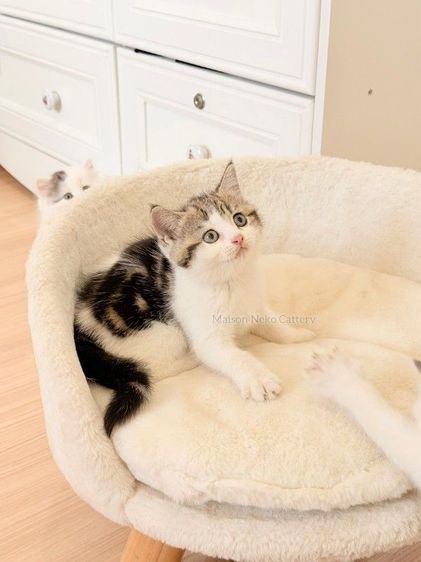 สก็อตติช โฟลด์ (Scottish Fold) สกอตติชหูตั้ง