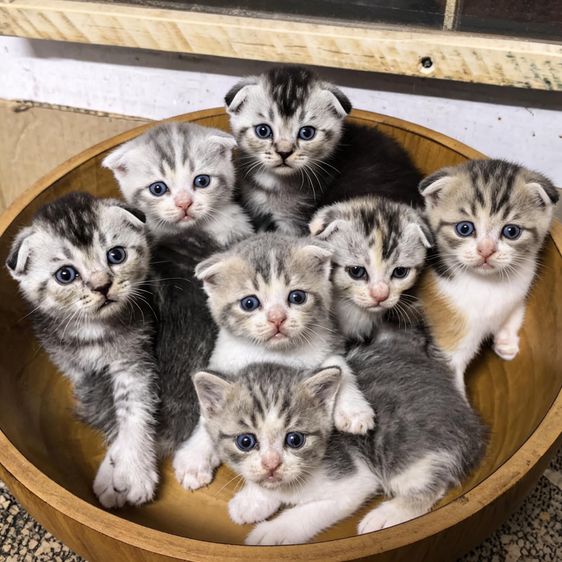สก็อตติช โฟลด์ (Scottish Fold) ลูกแมวสก็อตติซ